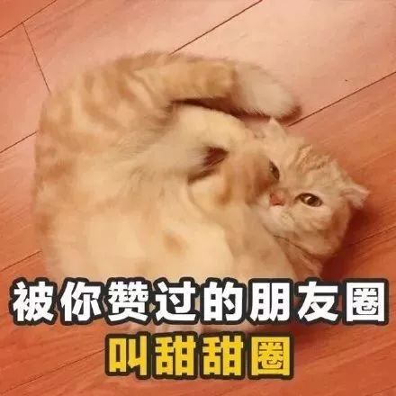 追女孩子的土味情话猫咪版表情包第5张